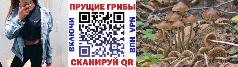 Галлюциногенные грибы Psilocybe  Купить  Мариинский Посад 